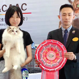 张弘CAAC伴侣猫繁育展青年组冠军