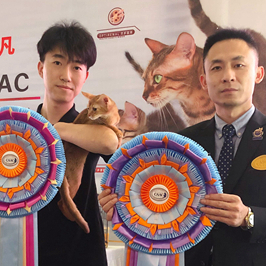 程明珠CAAC伴侣猫繁育展冠军