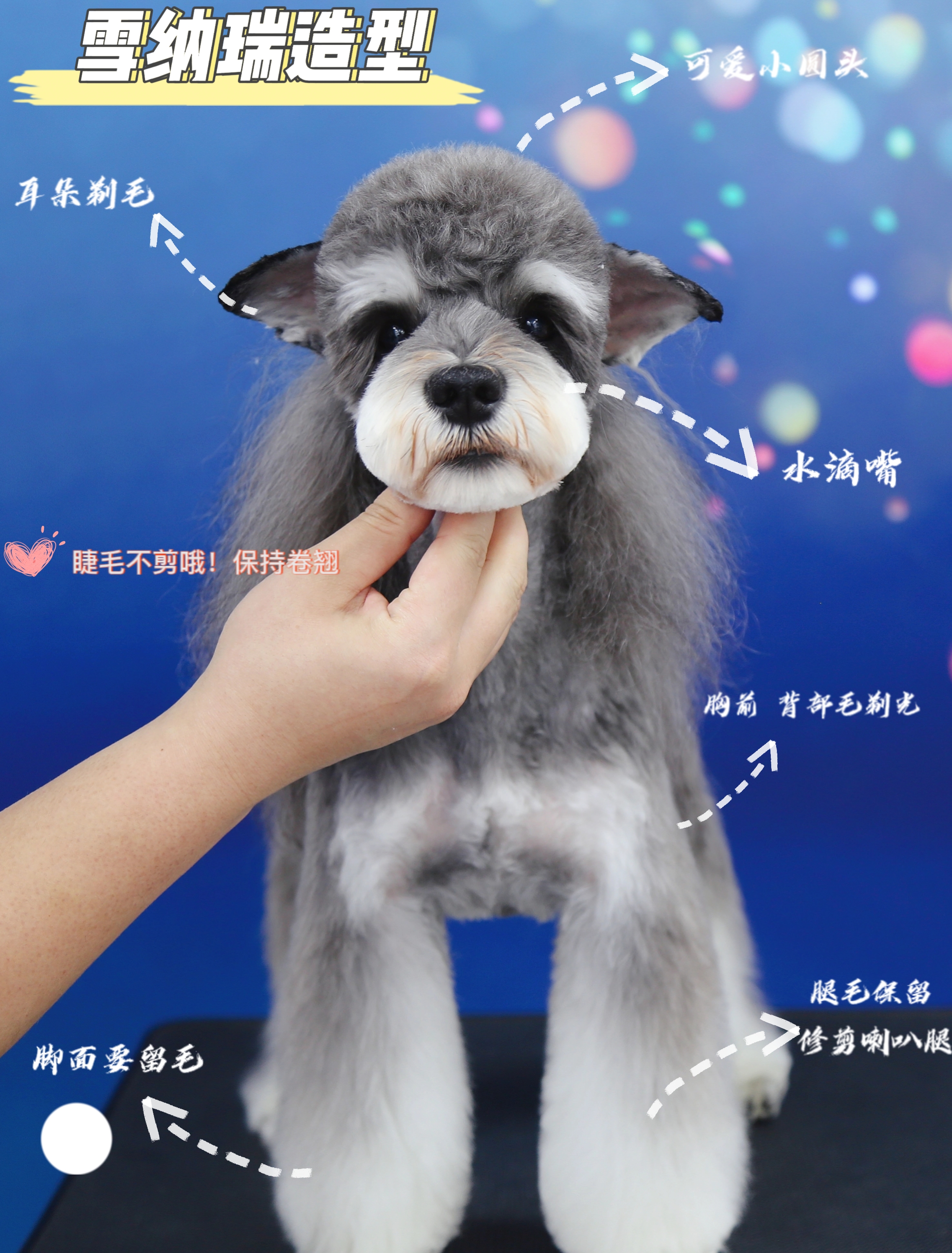 宠物美容培训学校 宠物美容培训学校