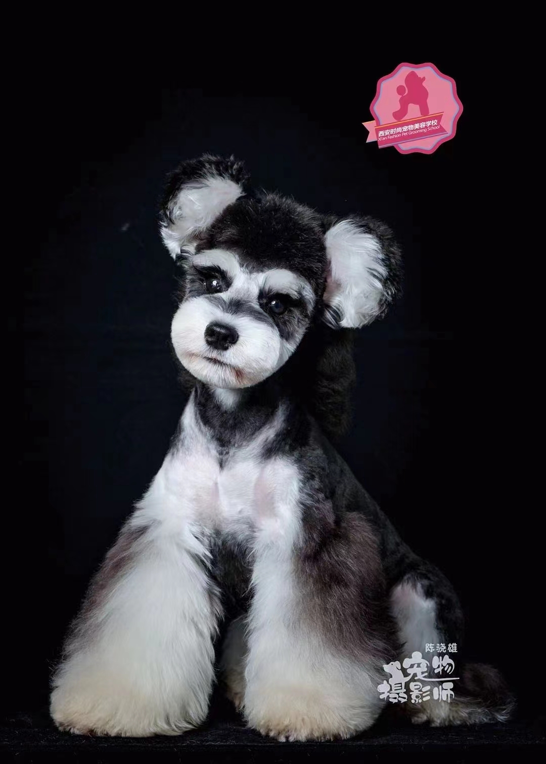 宠物美容培训 宠物美容培训