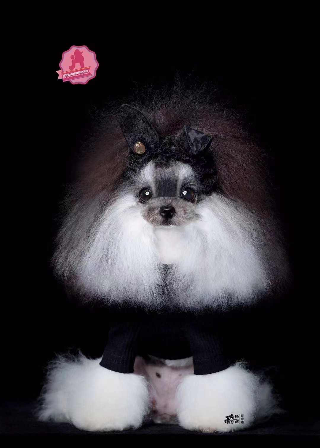 宠物美容 宠物美容