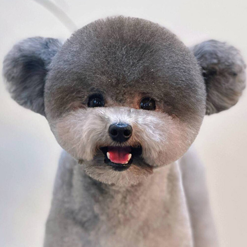学院修剪作品