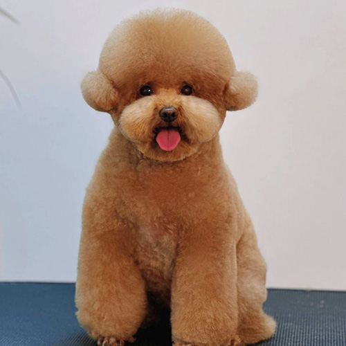 学院修剪作品